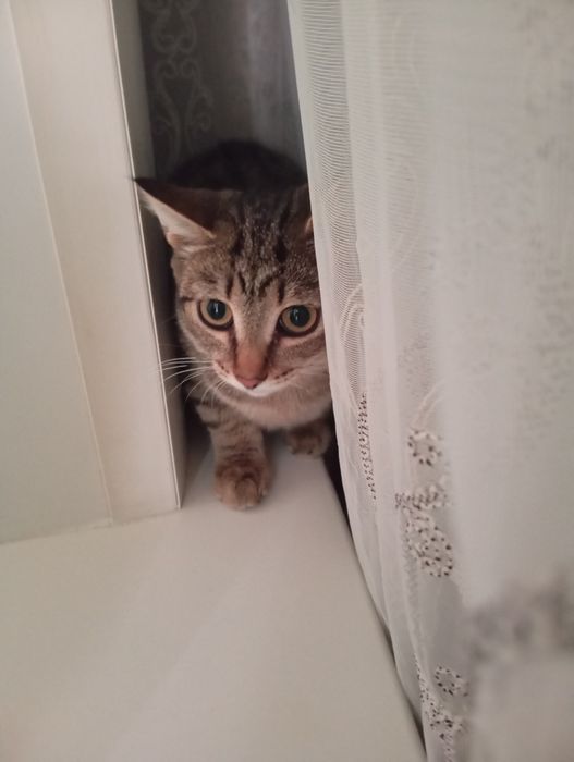 Отдам в добрые руки кошечку