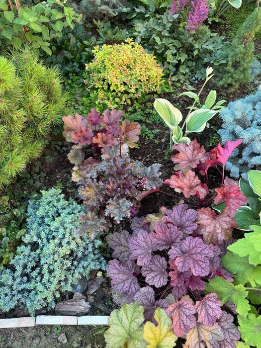 Многолетние растения