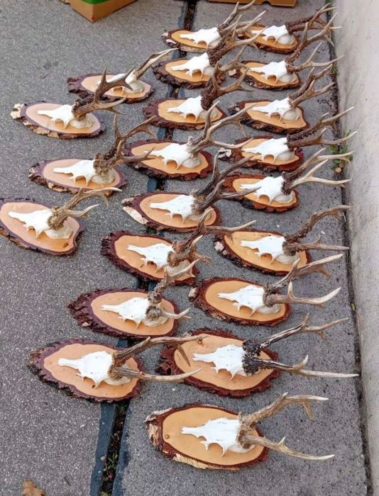 Трофеи от сръндак