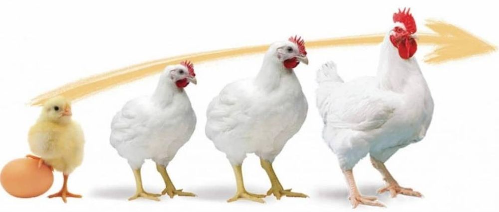 Бройлер Кобб 500