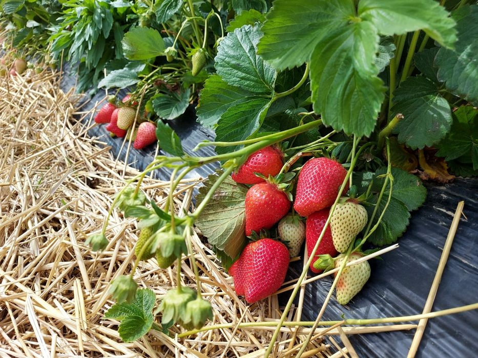 Vindem stoloni capsuni Albion , soi remontant si soiuri anuale Elsanta