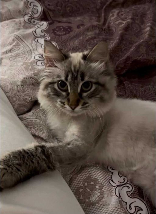 Отдам в добрые руки кота