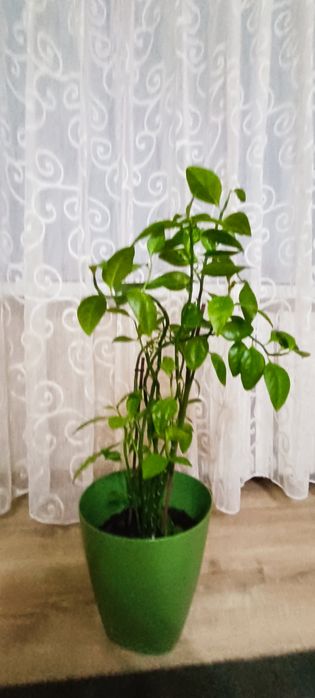 Комнатные ратения