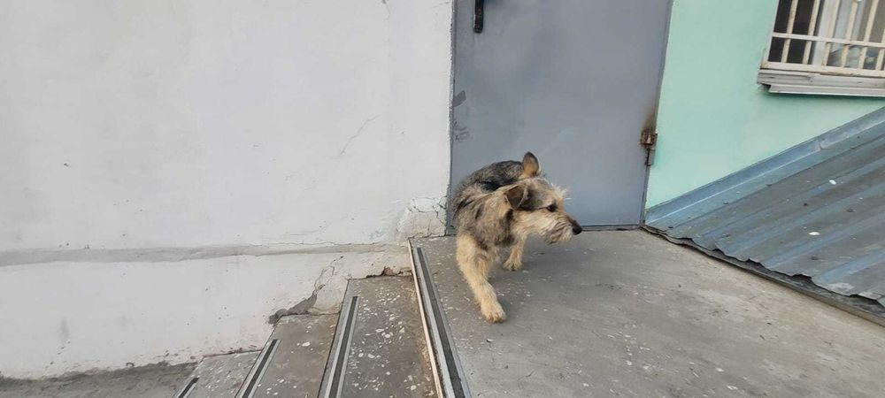Отдам в добрые руки, щенок подросток