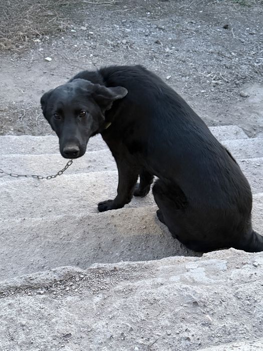 Отдам девочку в добрые руки