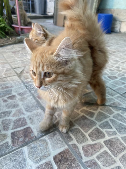 бесплатно уличные котята