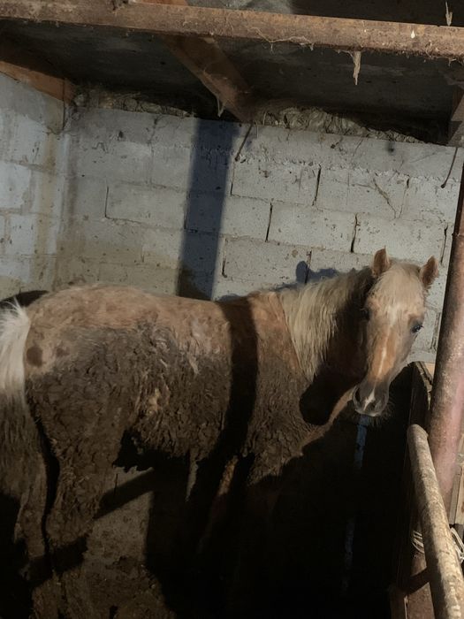 Құнан сатылады семіз