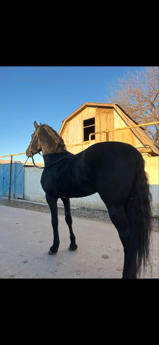 Продется лошадь Фриз