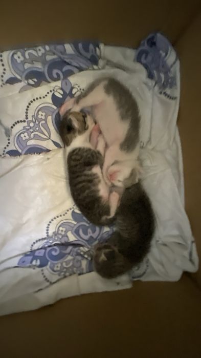 Мысықтар бар тегін