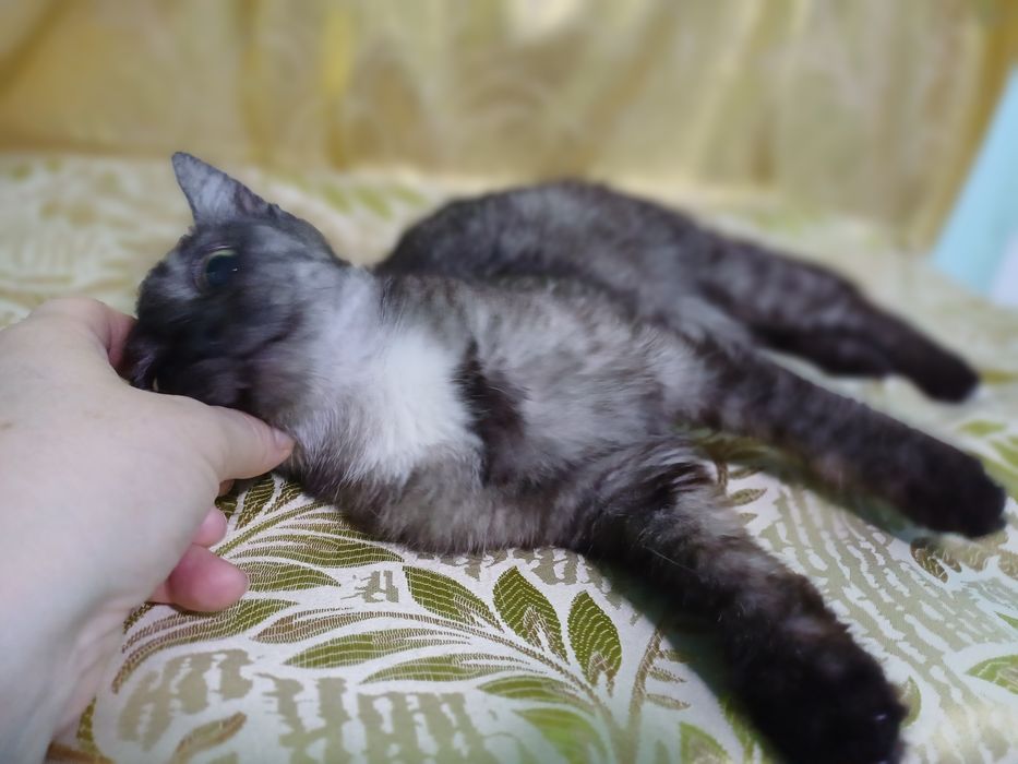Котёнок-кошечка Серафима