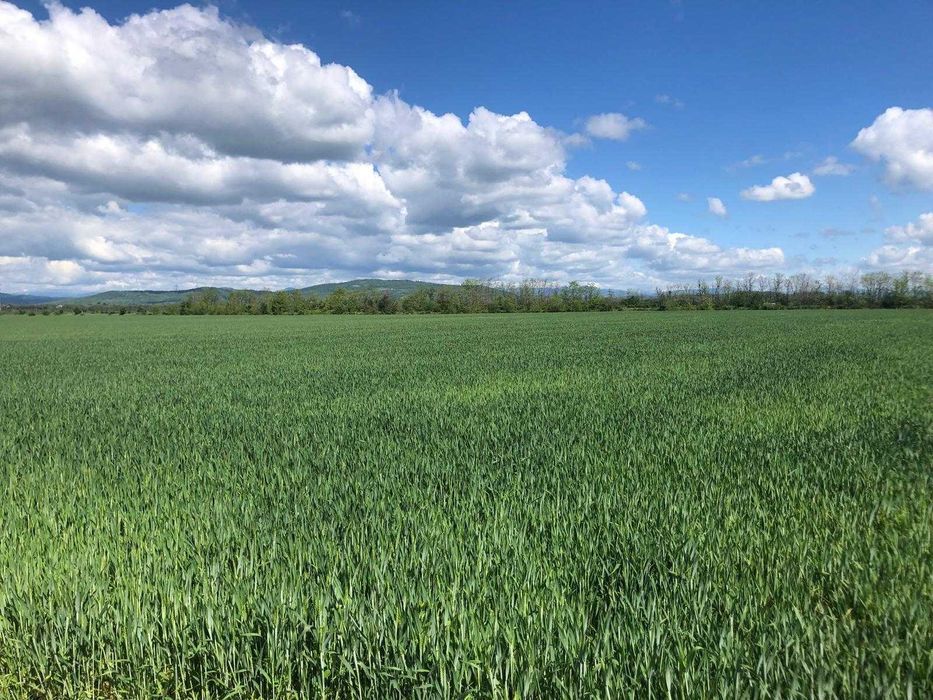 Teren arabil agricol Zamfira langa Ploiesti 7.300 mp cu 18.500,- Euro