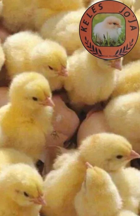 Jojalar bor optom va dona no2