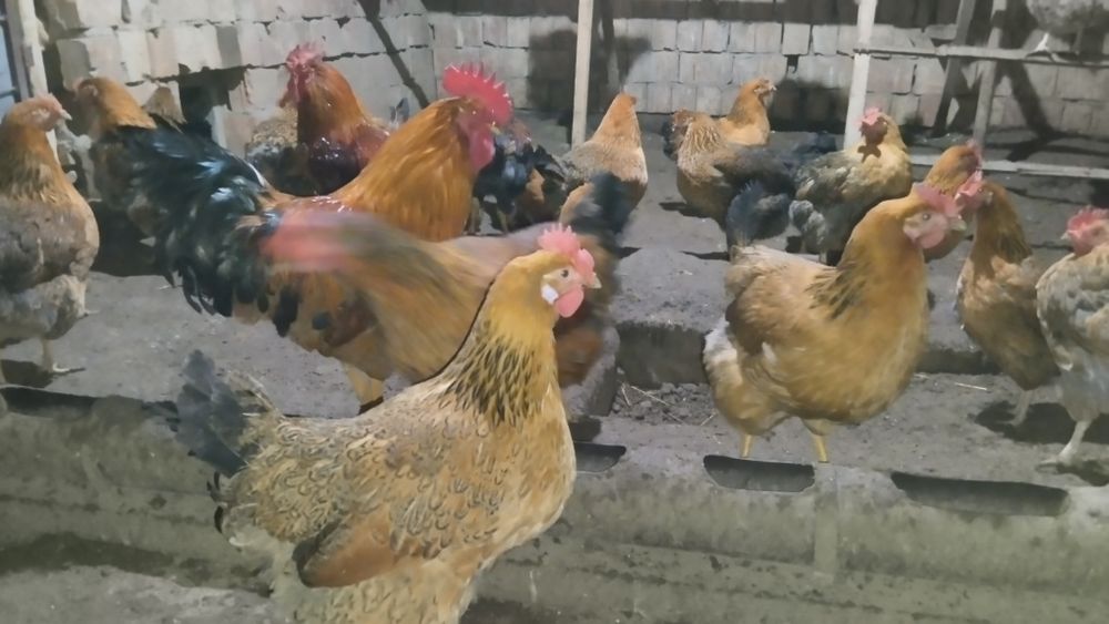 Кучинские цыплята