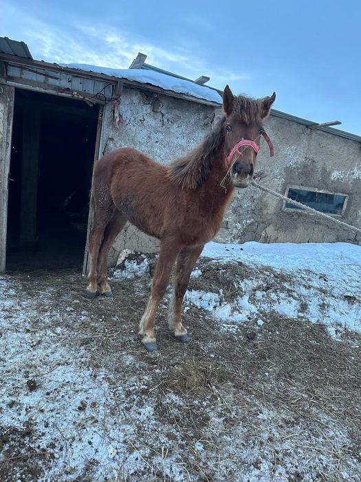 Продается байтал