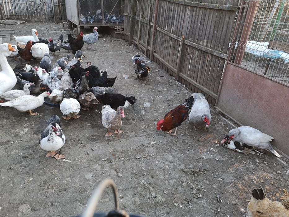 Rațe leșești toate culorile