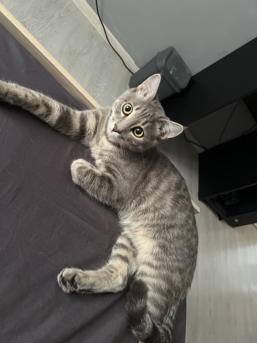 Отдадим котенка