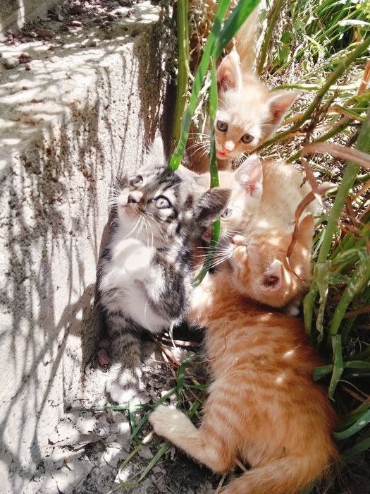 Котята 5 месяцев