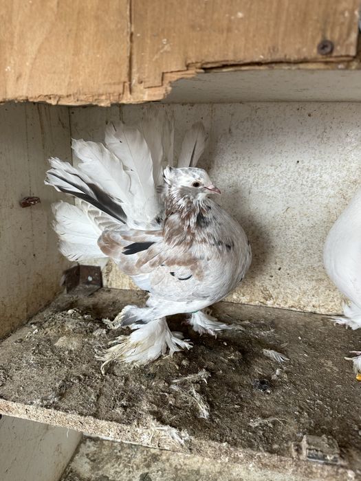 Disponibila pereche voltati indieni almond