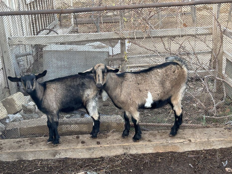 Ешки сатылады лактар бар