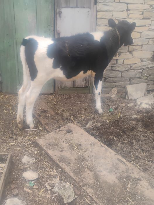 Продавам женско  теле за дамазлък