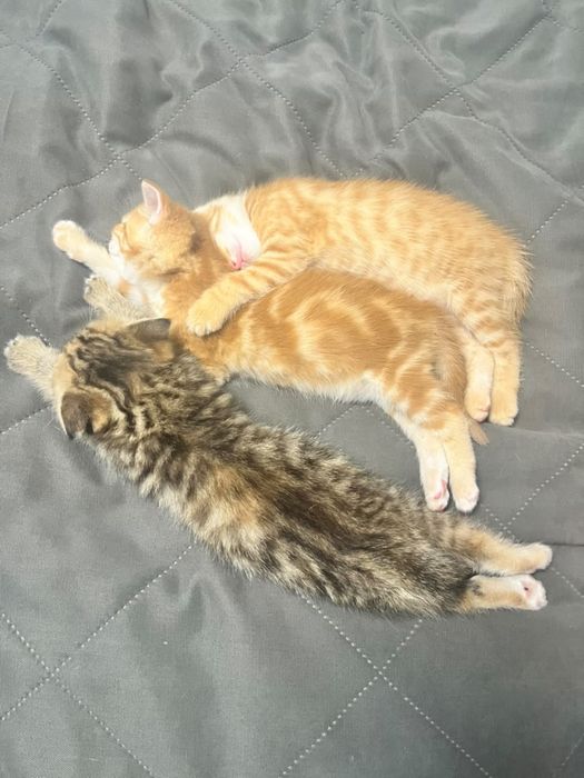 Отдам котят в добрые руки