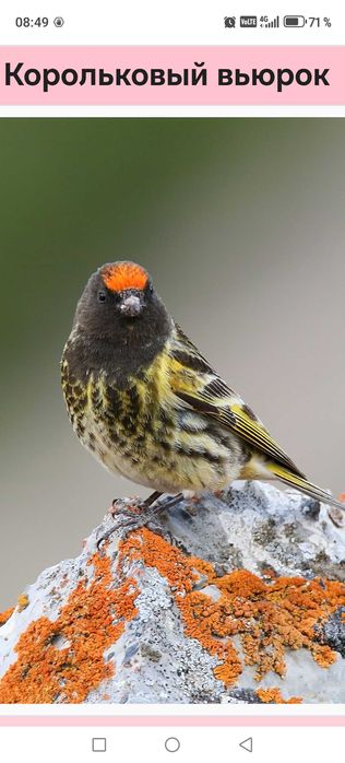 Продам птицу певчие