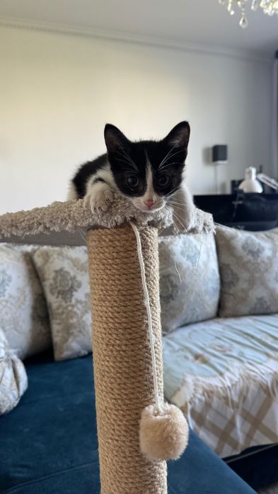 Котенок 2 месяца