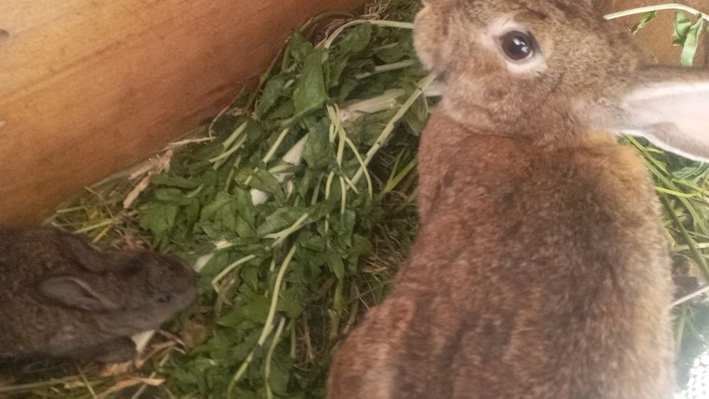 Hama quyon 100 mindan