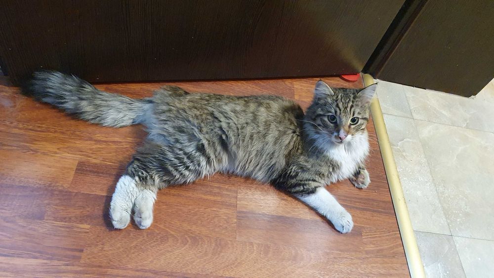 Дългокосмест прекрасник търси дом / може и приемен