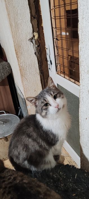 Шикарный молодой кот