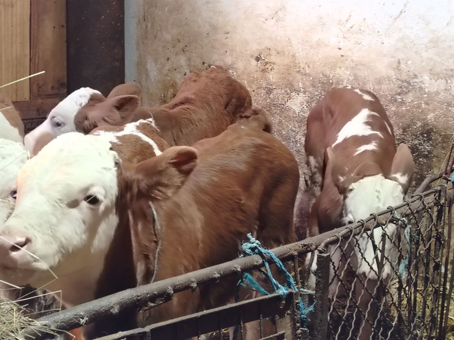 Taurasi și vitele semi intarcati