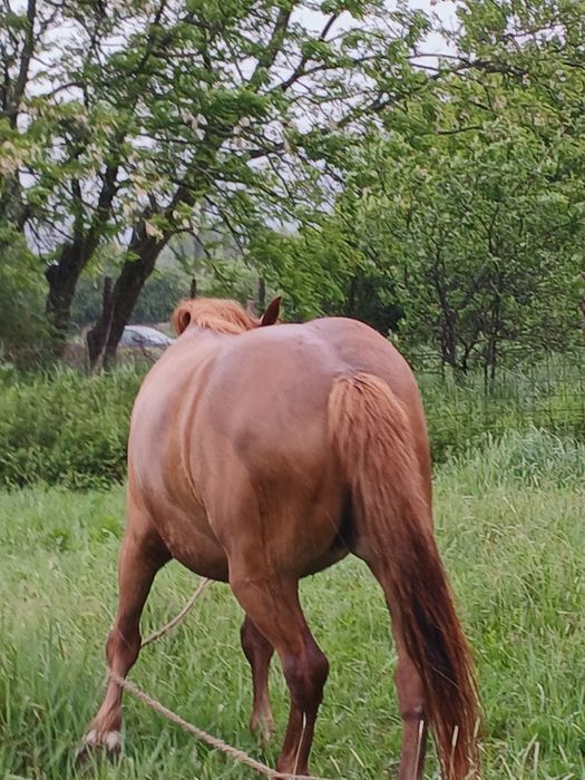 Iapă de 6 ani garantată sau schimb