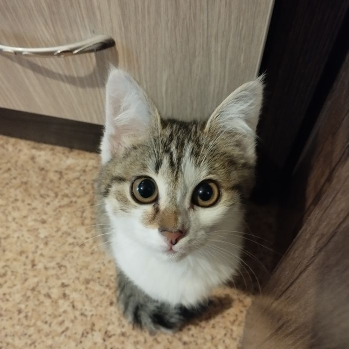Котёнок девочка ласковая