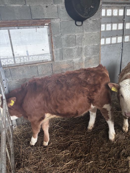 Vitele baltata romaneasca