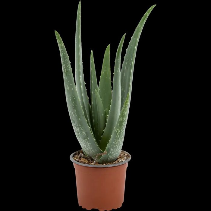 Алоэ вера усимлиги