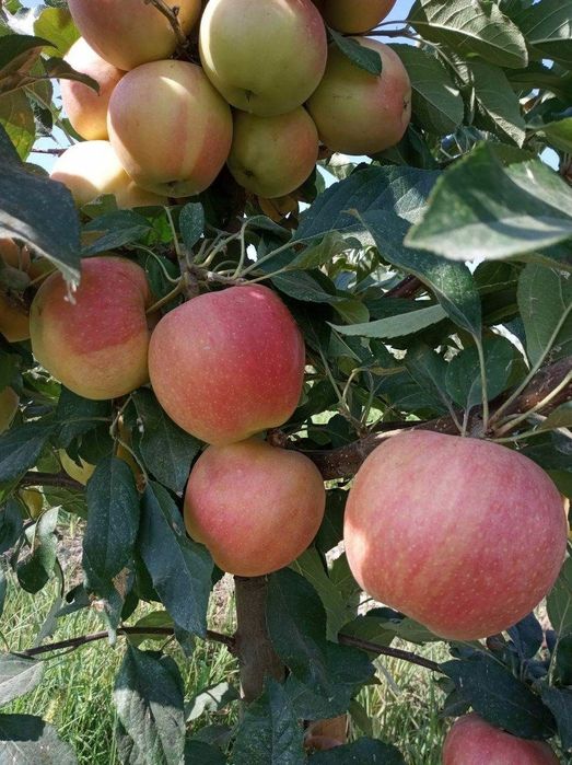 ОЛМА Кучатларини 14 хил сорти бор сортига падвойига кафолат берамиз