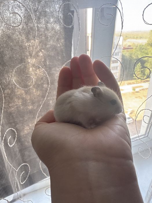 Хомячки джунгарские