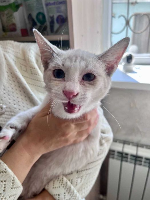 Кошка (котёнок 5 месяцев)