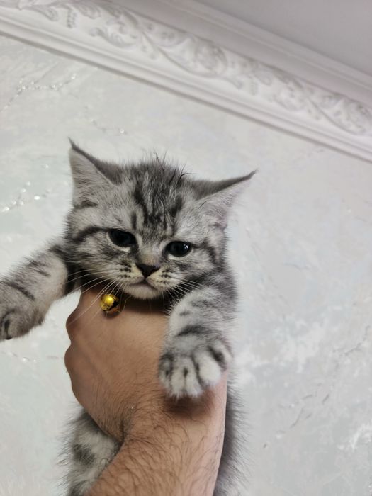 Mushuk sotiladi Mramrniy shinshila