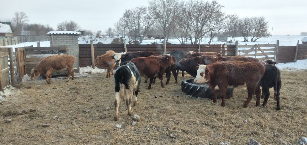 Продаётся быки 12