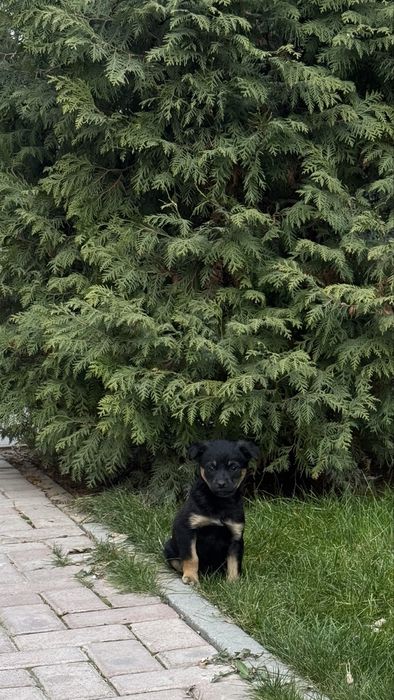 Собачка, мальчик