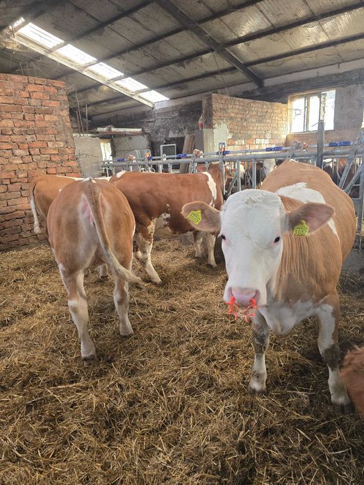 Vitele juninci de vanzare