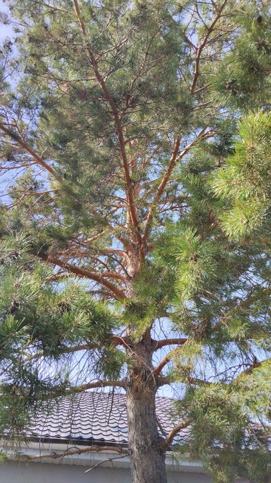 Услуги грузчиков