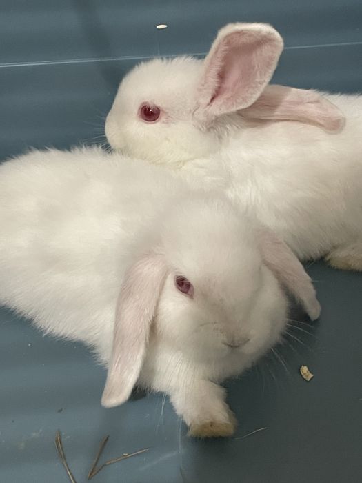 кролики Холланд лоп