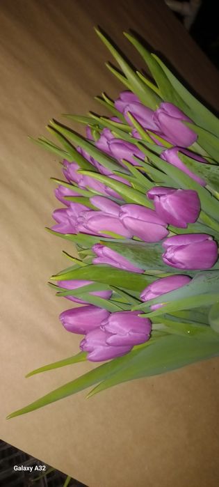 Тюльпаны оптом и в розницу