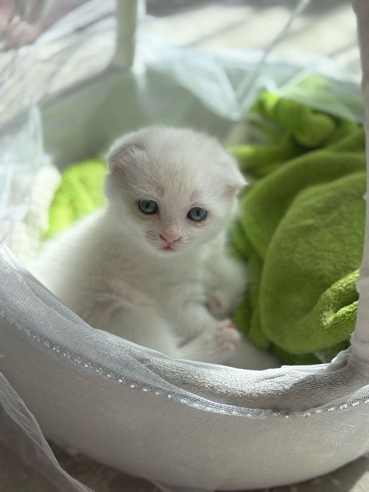 Продам пародистого котёнка