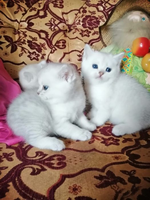 Продам котят шатланских прямоухие
