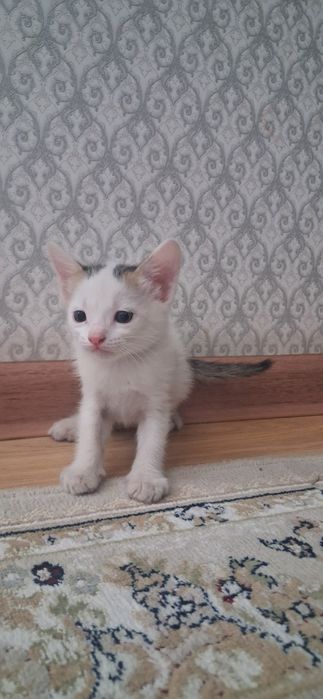 Продаётся котёнок