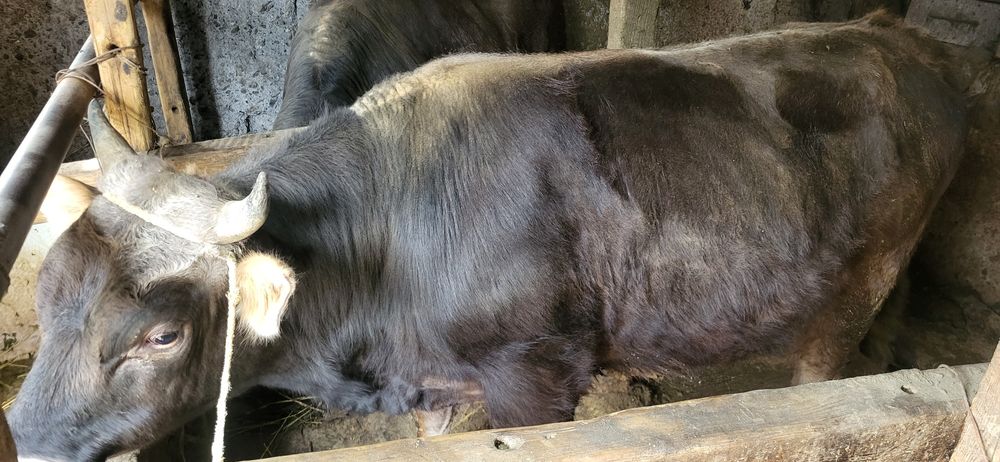 Продам 4 бычка на откорме