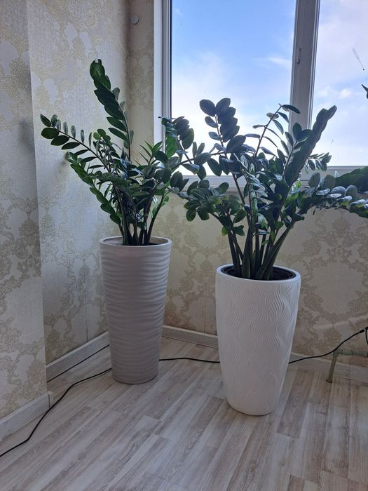 Продам огромное долларовое дерево